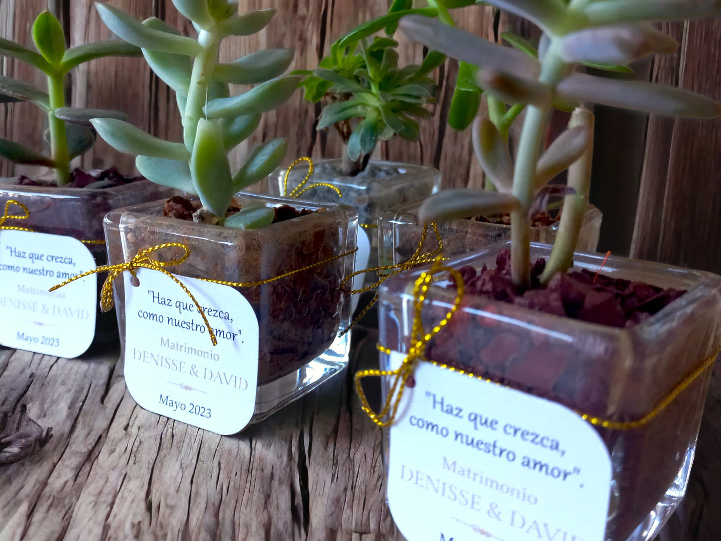 Suculentas cód. R101